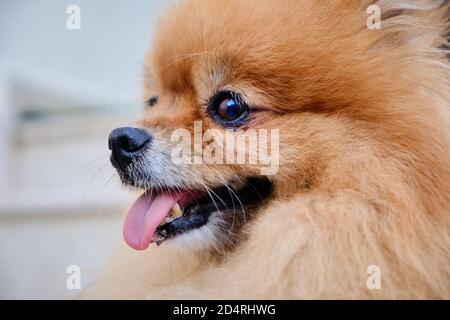 Nahaufnahme von niedlichen glücklich pommerschen Hund Stockfoto