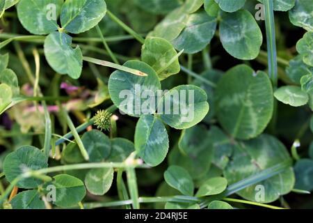 Grünes Kleeblatt zwischen verschwommenen Kleeblättern Stockfoto