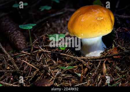 Cortinarius varius, auch als konträre Webcap bekannt, ist ein Basidiomycete-Pilz der Gattung Cortinarius Stockfoto