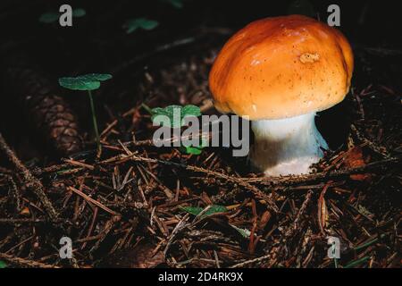 Cortinarius varius, auch als konträre Webcap bekannt, ist ein Basidiomycete-Pilz der Gattung Cortinarius Stockfoto