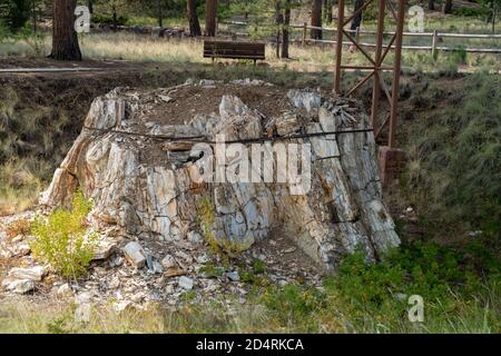 Riesiger versteinerter Rotholzstumpf im Florissant Fossil Beds National Monument Stockfoto