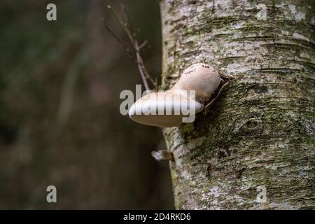 Fomitopsis betulina (früher Piptoporus betulinus), allgemein bekannt als die Birke Polypore, Birke Bracket, oder Rasierklinge, ist ein häufiger Bracket Pilz Stockfoto