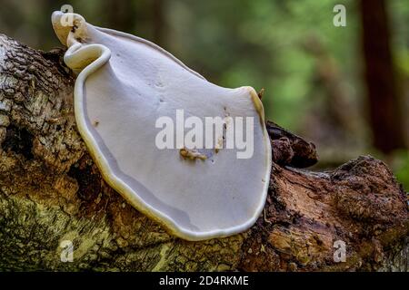 Fomitopsis betulina (früher Piptoporus betulinus), allgemein bekannt als die Birke Polypore, Birke Bracket, oder Rasierklinge, ist ein häufiger Bracket Pilz Stockfoto