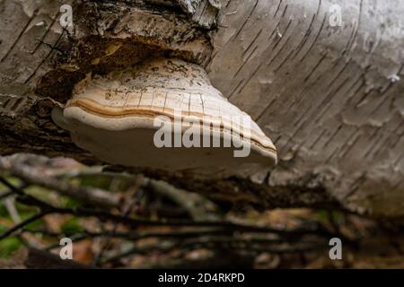 Fomitopsis betulina (früher Piptoporus betulinus), allgemein bekannt als die Birke Polypore, Birke Bracket, oder Rasierklinge, ist ein häufiger Bracket Pilz Stockfoto