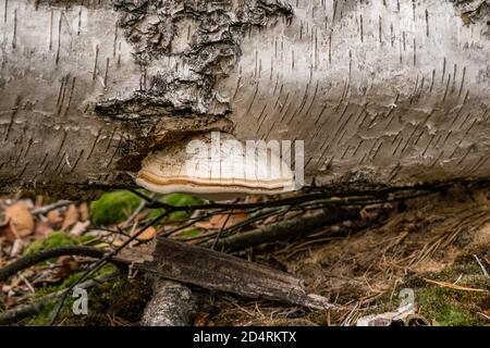 Fomitopsis betulina (früher Piptoporus betulinus), allgemein bekannt als die Birke Polypore, Birke Bracket, oder Rasierklinge, ist ein häufiger Bracket Pilz Stockfoto