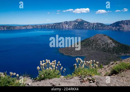 Wizard Island view of Crater Lake National Park in Oregon in summer. Wildflowers in foreground Stockfoto