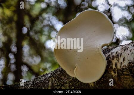 Fomitopsis betulina (früher Piptoporus betulinus), allgemein bekannt als die Birke Polypore, Birke Bracket, oder Rasierklinge, ist ein häufiger Bracket Pilz Stockfoto