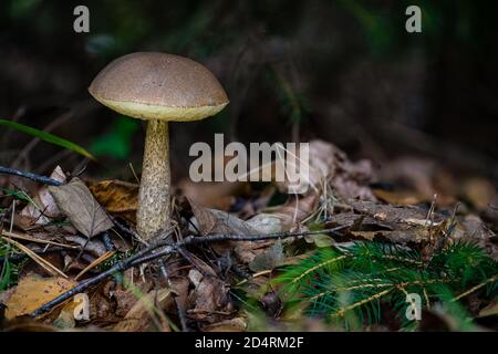 Leccinum scabrum, allgemein bekannt als die rauhstämmiger Bolete, Kräuselstiel und Birke Bolete, ist ein essbarer Pilz in der Familie Boletaceae, und war Stockfoto