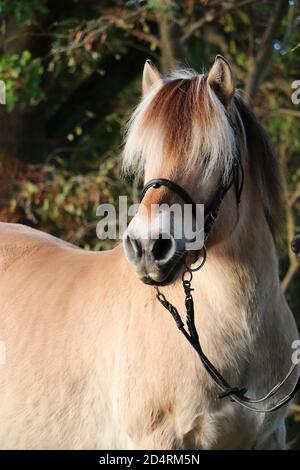 Vertikale Aufnahme eines schönen Pferdes Stockfoto