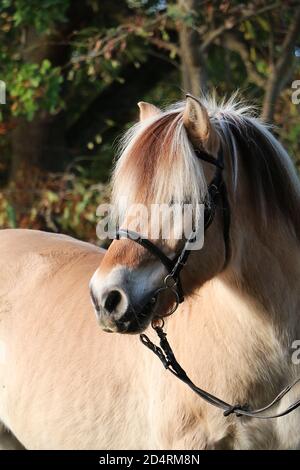 Vertikale Aufnahme eines schönen Pferdes Stockfoto