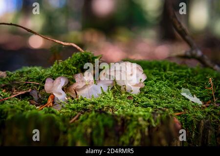 Tremella mesenterica (gebräuchliche Namen sind gelbes Gehirn, goldener Gelee-Pilz, gelber Trembler und Hexenbutter[2]) ist ein häufiger Gelee-Pilz in der Stockfoto