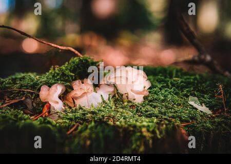 Tremella mesenterica (gebräuchliche Namen sind gelbes Gehirn, goldener Gelee-Pilz, gelber Trembler und Hexenbutter[2]) ist ein häufiger Gelee-Pilz in der Stockfoto