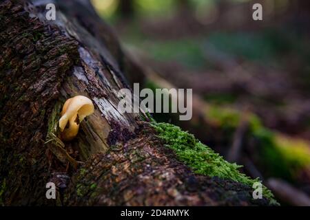 Xeromphalina campanella ist eine Pilzart. Zu den gebräuchlichen Namen der Art gehören die Goldtrompete und die Glocke Omphalina. Stockfoto