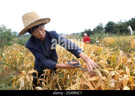 Jincheng, Jincheng, China. Oktober 2020. ShanxiÃ¯Â¼Å'CHINA-am 6. Oktober 2020 ernten Bauer, Ex-Soldat, Mitglied der Kommunistischen Partei Yue Hei und seine Frau Ding Xiuzi im Dorf Dongyuzhui, Stadt Jincheng, Provinz Shanxi, auf dem Berggipfel in einer Höhe von 1350 Metern, Goldhirse aus dem Dorf Dongyuzhuang, Stadt Laodian, Taxisan, Stadt Anyang, Provinz Henan. Die Freude der Ernte ist auf ihren Gesichtern geschrieben. Quelle: SIPA Asia/ZUMA Wire/Alamy Live News Stockfoto