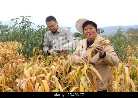 Jincheng, Jincheng, China. Oktober 2020. ShanxiÃ¯Â¼Å'CHINA-am 6. Oktober 2020 ernten Bauer, Ex-Soldat, Mitglied der Kommunistischen Partei Yue Hei und seine Frau Ding Xiuzi im Dorf Dongyuzhui, Stadt Jincheng, Provinz Shanxi, auf dem Berggipfel in einer Höhe von 1350 Metern, Goldhirse aus dem Dorf Dongyuzhuang, Stadt Laodian, Taxisan, Stadt Anyang, Provinz Henan. Die Freude der Ernte ist auf ihren Gesichtern geschrieben. Quelle: SIPA Asia/ZUMA Wire/Alamy Live News Stockfoto