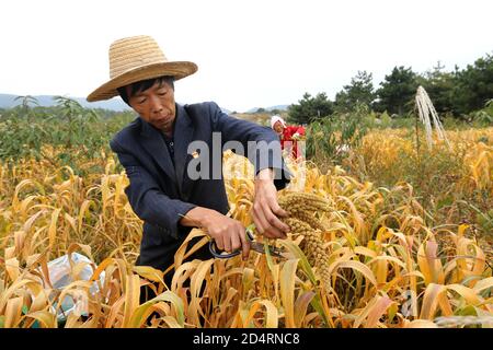 Jincheng, Jincheng, China. Oktober 2020. ShanxiÃ¯Â¼Å'CHINA-am 6. Oktober 2020 ernten Bauer, Ex-Soldat, Mitglied der Kommunistischen Partei Yue Hei und seine Frau Ding Xiuzi im Dorf Dongyuzhui, Stadt Jincheng, Provinz Shanxi, auf dem Berggipfel in einer Höhe von 1350 Metern, Goldhirse aus dem Dorf Dongyuzhuang, Stadt Laodian, Taxisan, Stadt Anyang, Provinz Henan. Die Freude der Ernte ist auf ihren Gesichtern geschrieben. Quelle: SIPA Asia/ZUMA Wire/Alamy Live News Stockfoto