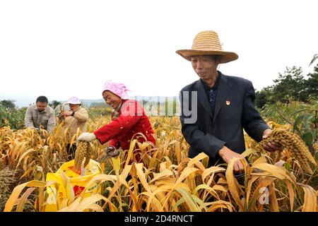 Jincheng, Jincheng, China. Oktober 2020. ShanxiÃ¯Â¼Å'CHINA-am 6. Oktober 2020 ernten Bauer, Ex-Soldat, Mitglied der Kommunistischen Partei Yue Hei und seine Frau Ding Xiuzi im Dorf Dongyuzhui, Stadt Jincheng, Provinz Shanxi, auf dem Berggipfel in einer Höhe von 1350 Metern, Goldhirse aus dem Dorf Dongyuzhuang, Stadt Laodian, Taxisan, Stadt Anyang, Provinz Henan. Die Freude der Ernte ist auf ihren Gesichtern geschrieben. Quelle: SIPA Asia/ZUMA Wire/Alamy Live News Stockfoto