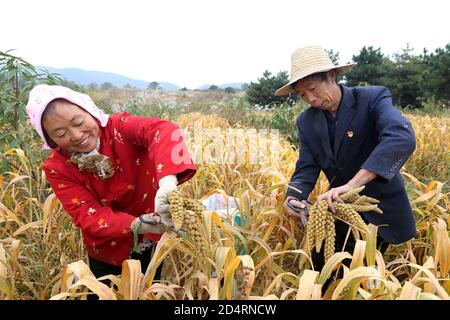 Jincheng, Jincheng, China. Oktober 2020. ShanxiÃ¯Â¼Å'CHINA-am 6. Oktober 2020 ernten Bauer, Ex-Soldat, Mitglied der Kommunistischen Partei Yue Hei und seine Frau Ding Xiuzi im Dorf Dongyuzhui, Stadt Jincheng, Provinz Shanxi, auf dem Berggipfel in einer Höhe von 1350 Metern, Goldhirse aus dem Dorf Dongyuzhuang, Stadt Laodian, Taxisan, Stadt Anyang, Provinz Henan. Die Freude der Ernte ist auf ihren Gesichtern geschrieben. Quelle: SIPA Asia/ZUMA Wire/Alamy Live News Stockfoto