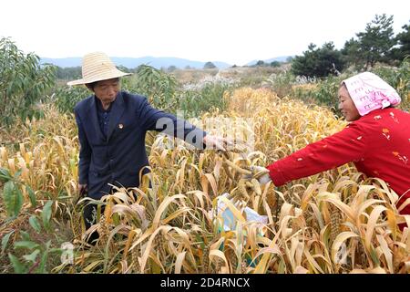 Jincheng, Jincheng, China. Oktober 2020. ShanxiÃ¯Â¼Å'CHINA-am 6. Oktober 2020 ernten Bauer, Ex-Soldat, Mitglied der Kommunistischen Partei Yue Hei und seine Frau Ding Xiuzi im Dorf Dongyuzhui, Stadt Jincheng, Provinz Shanxi, auf dem Berggipfel in einer Höhe von 1350 Metern, Goldhirse aus dem Dorf Dongyuzhuang, Stadt Laodian, Taxisan, Stadt Anyang, Provinz Henan. Die Freude der Ernte ist auf ihren Gesichtern geschrieben. Quelle: SIPA Asia/ZUMA Wire/Alamy Live News Stockfoto