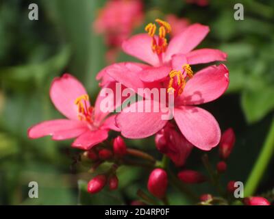 Selektive Aufnahme von schönen rosa Jatropha integerrima Blumen Stockfoto