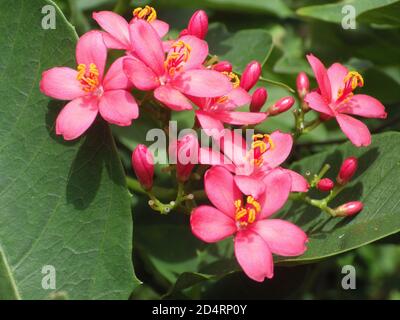 Selektive Aufnahme von schönen rosa Jatropha integerrima Blumen Stockfoto