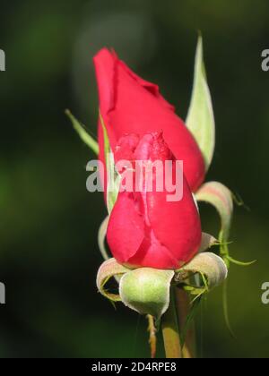 Nahaufnahme von rosa-roten Rosenknospen auf einem Busch Stockfoto