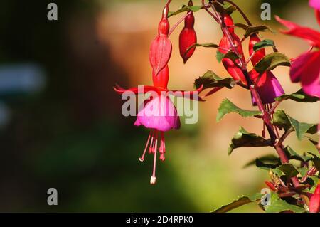 Nahaufnahme einer rosa roten Fuchsia triphylla Blume auf einem Busch mit Bokeh Garten Hintergrund an einem sonnigen Tag Stockfoto