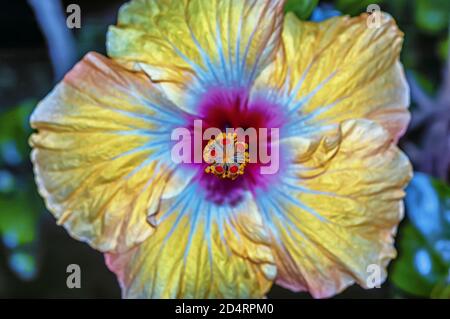 Ein Makrobild der Blüte der Hibiscus rosa-sinensis Pflanze. Es ist auch bekannt als der chinesische Hibiscus/China Rose/Hawaiian Hibiscus. Stockfoto