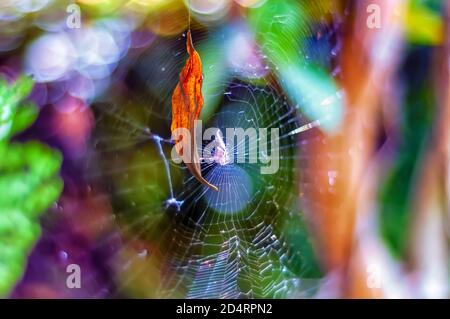 Ein totes Herbstblatt hängt an einem Strang aus Spinnenseide. Hinter dem toten braunen Blatt ist ein aufwändig gewebtes Spinnennetz zu sehen. Stockfoto