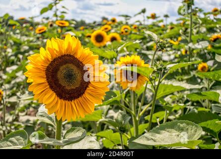Große auffällige Sonnenblumen in einem grünen Blumenfeld Stockfoto