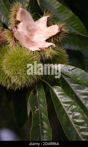 Leerer Edelkastanienkoffer hängt an einem Ast Stockfoto