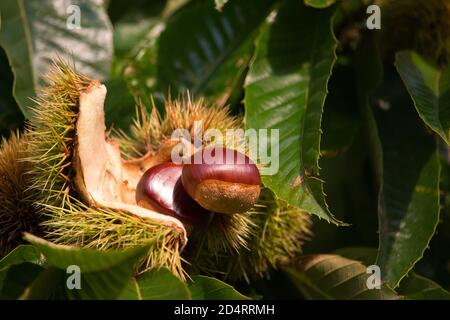 Reife Edelkastanien in einem offenen Etui auf dem Baum Stockfoto