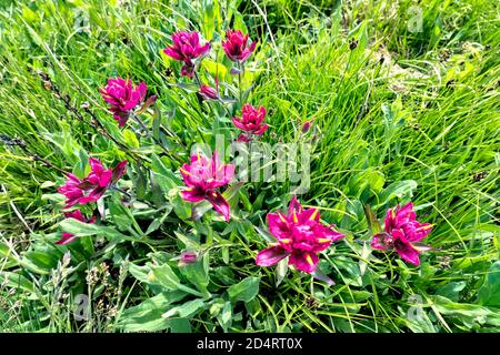 Scharlach-Pinsel (Castilleja miniata) auf Kokomo Pass, Colorado Trail, Breckenridge, Colorado Stockfoto