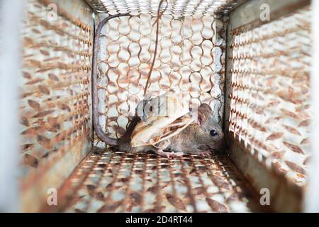 Nahaufnahme einer Ratte in einem Mausefalle Käfig gefangen, Nagetier Kontrollkäfig im Haus. Stockfoto