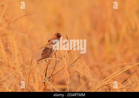 Ein Paar schuppige munia oder gefleckte munia oder Muskatnuss-Mannikin (lonchura punctulata) ist auf einer Garbe von Paddy, westbengalen in indien Stockfoto