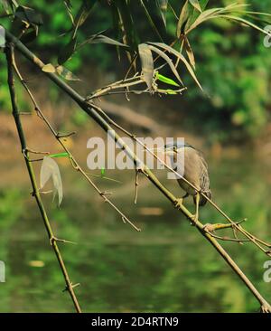 Ein gerippter Reiher oder Mangrovenreiher (butorides striata), der auf einem Ast, sundarbans, westbengalen in indien, barcht Stockfoto