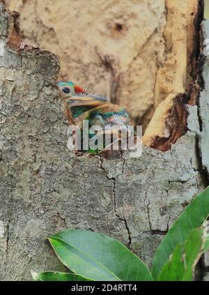 Schöne und niedliche blaukehlige Barbet (psilopogon asiaticus oder megaima asiatica) Küken in einem Nest im Regenwald, westbengalen, indien Stockfoto