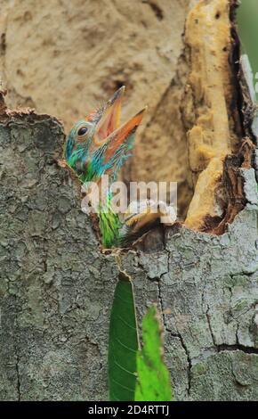 Schöne und niedliche blaukehlige Barbet (psilopogon asiaticus oder megaima asiatica) Küken in einem Nest im Regenwald, westbengalen, indien Stockfoto