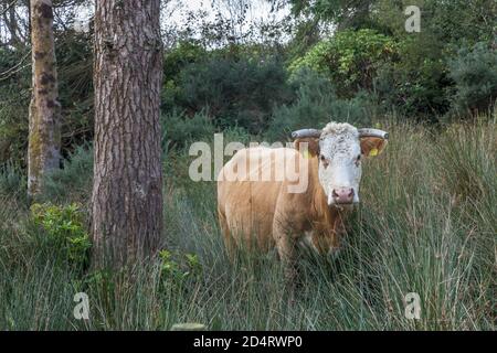 Farnane, Cork, Irland. Oktober 2020. Eine Kuh wandert durch langes Gras und Wälder in der Nähe des Townlands Farnane in West Cork, Irland. - Credit; David Creedon / Alamy Live News Stockfoto