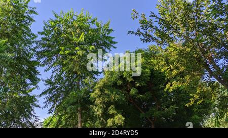 Castor, Maulbeere und Neem Baum, Azadirachta indica - sehr kraftvoller indianischer Heilbaum. Stockfoto