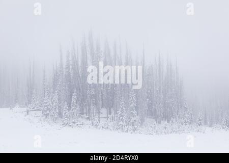 Verschneite Waldlandschaft mit Nebel bei einem Wintersturm am Wolf Creek Pass, Colorado, USA Stockfoto
