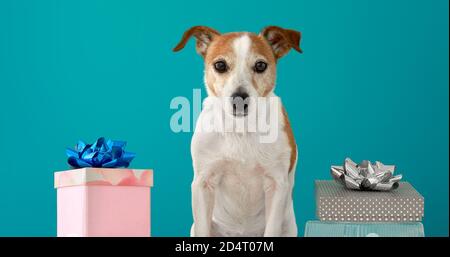 Lustige Jack russell Terrier steht zwischen Geburtstags-Boxen Stockfoto