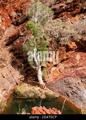 Ghost Gum und Falzgestein, Hamersley Gorge, Karijini National Park, Western Australia Stockfoto