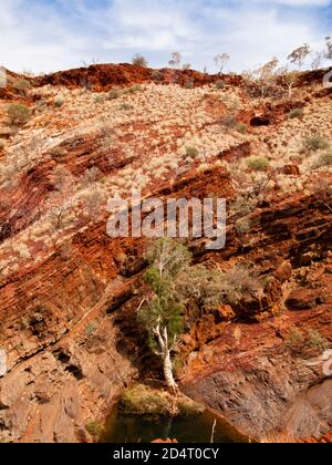 Ghost Gum und Falzgestein, Hamersley Gorge, Karijini National Park, Western Australia Stockfoto