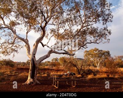 Picknicktisch unter Ghost Gum (Eucalyptus leucophloia), Dales Campground, Karijini National Park, Western Australia Stockfoto