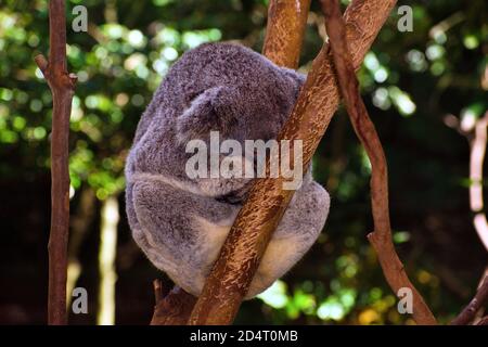 Koala 6 Stockfoto