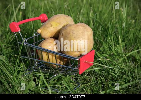 Rohe Kartoffeln im Warenkorb auf natürlichem grünem Hintergrund Stockfoto