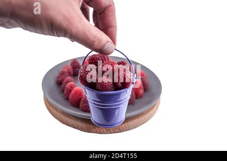 Der kleine Eimer mit der großen Himbeere in der Hand auf dem Hintergrund des Tellers mit den Himbeeren, aus der Nähe, isolieren Stockfoto