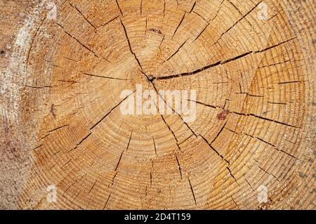 Schnitt eines Kiefernholzschlocks unregelmäßige Form mit Textur, Ring, Risse. Braun, Foto vorne Stockfoto