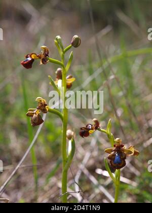Spiegel Bienenorichd (Ophrys speculum) in einer Wiese Stockfoto